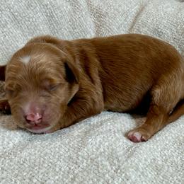 Flash - Red  male Goldendoodle puppy in Las Vegas, Nevada from Bridges Goldendoodles