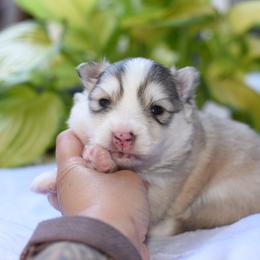 Kyzu - Silver male Pomsky puppy in Coos Bay, Oregon from Ocean View Pomskies