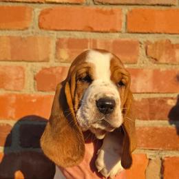 Marcie - Mahogany and white female Basset Hound puppy in Bellaire, Ohio from Blessed Bassets