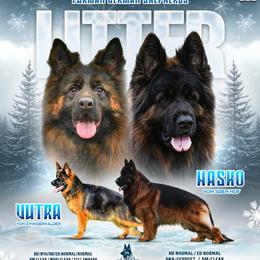 German Shepherd puppies from Furman German Shepherds