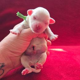Green Collar - White male Maltipoo puppy in Sahuarita, Arizona from Cowgirl's Legacy Maltipoos