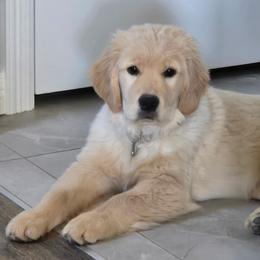 Golden Retriever puppies from Amore Doro’ N Marshell Golden’s