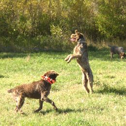 Wirehaired Pointing Griffon All Grown Up from Ear Mountain Griffons
