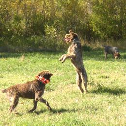 Wirehaired Pointing Griffon All Grown Up from Ear Mountain Griffons