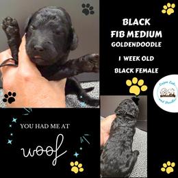 Onyx: Black Collar - Black female Goldendoodle puppy in Raceland, Louisiana from Cajun Doodles