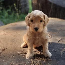 Musketeer - Apricot male Australian Labradoodle puppy in Harrisonburg, Virginia from Crown Doodles
