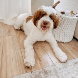 Duck - Goldendoodle