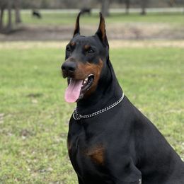 Birdie by Pure Europeans - Doberman Pinscher