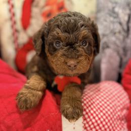 Jesse (Ms Hot Pink - Red) - Sable female Aussiedoodle puppy in Georgetown, Texas from Mc Doodles of Texas LLC
