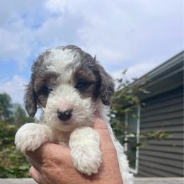 Girl 3 - White and black female Springerdoodle puppy in Sterling, Michigan from Springerdoodles In MI