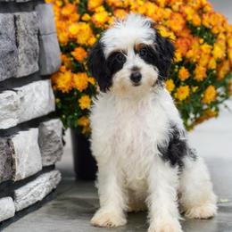 Maine - Tri-color female Bernedoodle puppy in Dundee, Ohio from Down Home Doodle