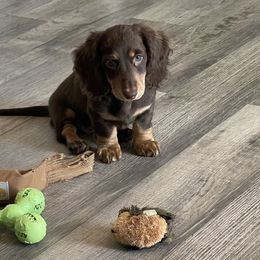 Dachshund Puppies from Little Legs Miniature Dachshunds