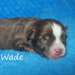 Wade - Red tri male Miniature Australian Shepherd puppy in Godley, Texas from Flying H Toy and Mini Aussies