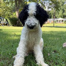 Banshee - Black and white male Bernedoodle puppy in Williamston, South Carolina from Sassy Bob’s Dogs