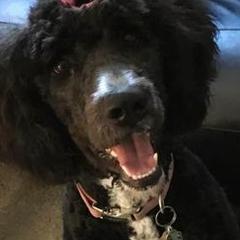 Saint Berdoodles from Redfern St. Berdoodles