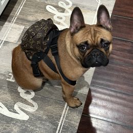 Boston Terrier and French Bulldog All Grown Up from Classic Boston Terriers and French Bulldogs