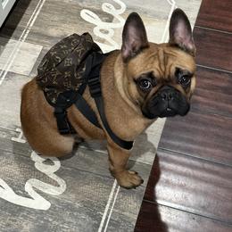 Boston Terrier and French Bulldog All Grown Up from Classic Boston Terriers and French Bulldogs