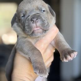 Girl 3 - Gray and fawn female Cane Corso puppy in Sandia, Texas from OneTime Cane Corso