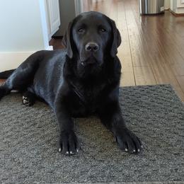 Labrador Retriever Puppies from Ganderwood