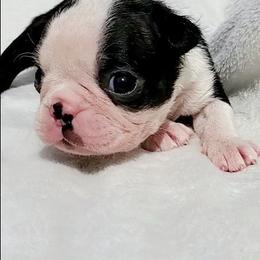Girl - female Boston Terrier puppy in Priest River, Idaho from Hoo Doo Boston Terriers of North Idaho