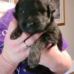 German Shepherd Puppies from Tuchscherer Kennel