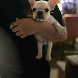French Bulldog and Labrador Retriever Puppies from Desiree Ortiz's French Bull Dogs and Labrador Retrievers