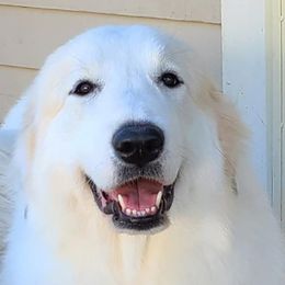 Kitty - Great Pyrenees