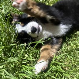 Bernese Mountain Dog Puppies from Blair Berners