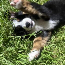 Bernese Mountain Dog Puppies from Blair Berners