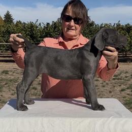 Grigia - Fawn female Cane Corso puppy in Dayton, Oregon from BlackStar Cane Corso
