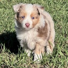 Juniper - female Toy Australian Shepherd puppy in Bly, Oregon from Apacheblus Toy Aussies