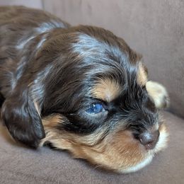 Cavapoo Puppies from WW Cavapoos
