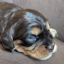 Cavapoo Puppies from WW Cavapoos