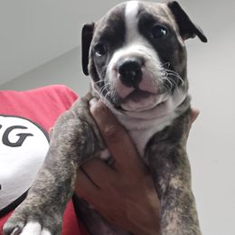 Vermax - Brown brindle male American Pit Bull Terrier puppy in Aurora, Colorado from BlueRose Kennel