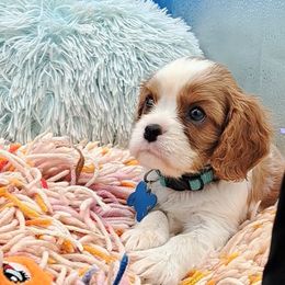 Cavalier King Charles Spaniel Puppies from S. Mancha