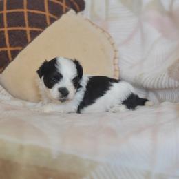 Boston Cream - Black and white male Shichon puppy in Delta, Colorado from PTK Ranch