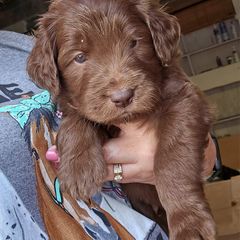 Double Doodle and Goldendoodle Puppies from Bert's Doodles
