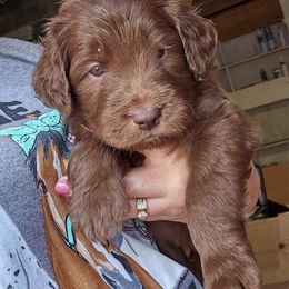 Double Doodle and Goldendoodle Puppies from Bert's Doodles
