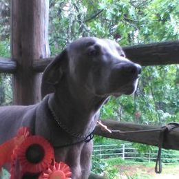 Creed - Weimaraner