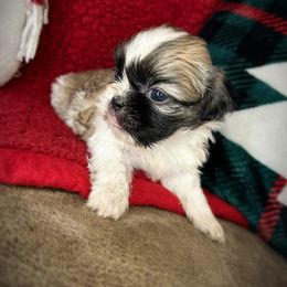 Cinnamon - Sable and white female Shih Tzu puppy in Lake City, Florida from Tiger Valley Shih Tzus