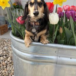 Patches - Dachshund