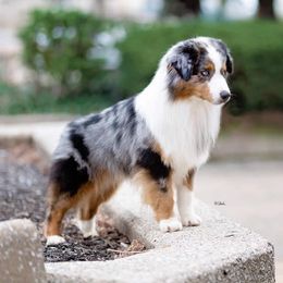 Blue - Miniature American Shepherd