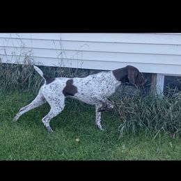 Schatzi - German Shorthaired Pointer