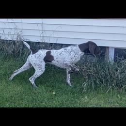 Schatzi - German Shorthaired Pointer