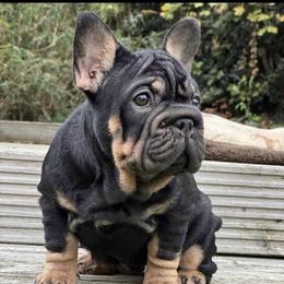 Tootsie - French Bulldog