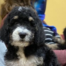 Bernedoodle Puppies from Doodles of Tampa Bay
