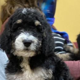Bernedoodle Puppies from Doodles of Tampa Bay