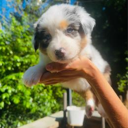 Willow - Blue merle female Australian Shepherd puppy in Mckenzie, Tennessee from Whispering Iris Aussies