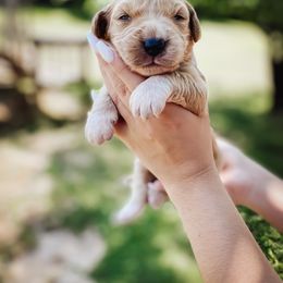 Goldendoodle Puppies from Peachy Doodles
