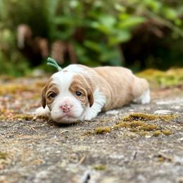 Cinderella (Teal Collar) - Red female Bernedoodle puppy in Stanwood, Washington from Butter Cup Pups and Paws